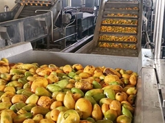 Jalur pengolahan pulp mangga